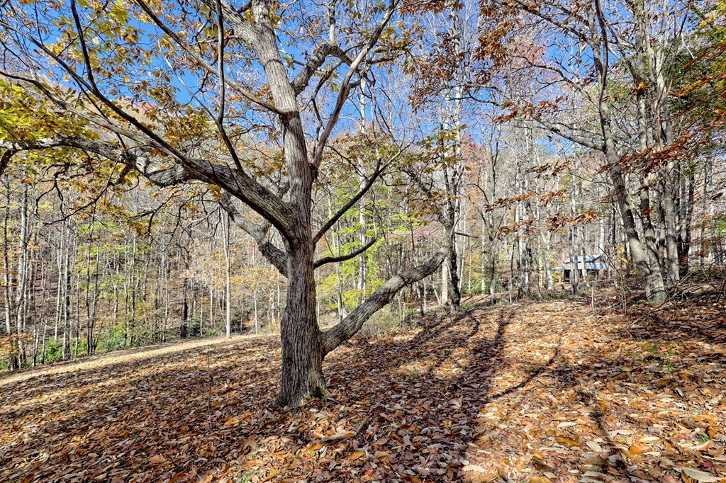 1307 Clear Creek Road Hayesville, NC 28904 - Photo 43 of 65 a view of a yard with a tree