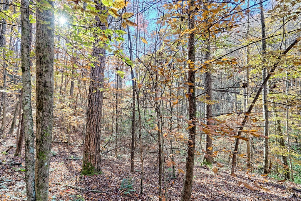 1307 Clear Creek Road Hayesville, NC 28904 - Photo 45 of 65 a backyard of a house with lots of trees