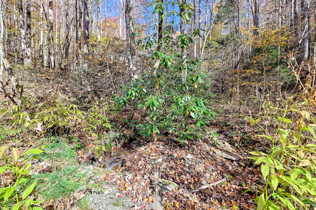 1307 Clear Creek Road Hayesville, NC 28904 - Photo 56 of 65 a view of a yard with a tree