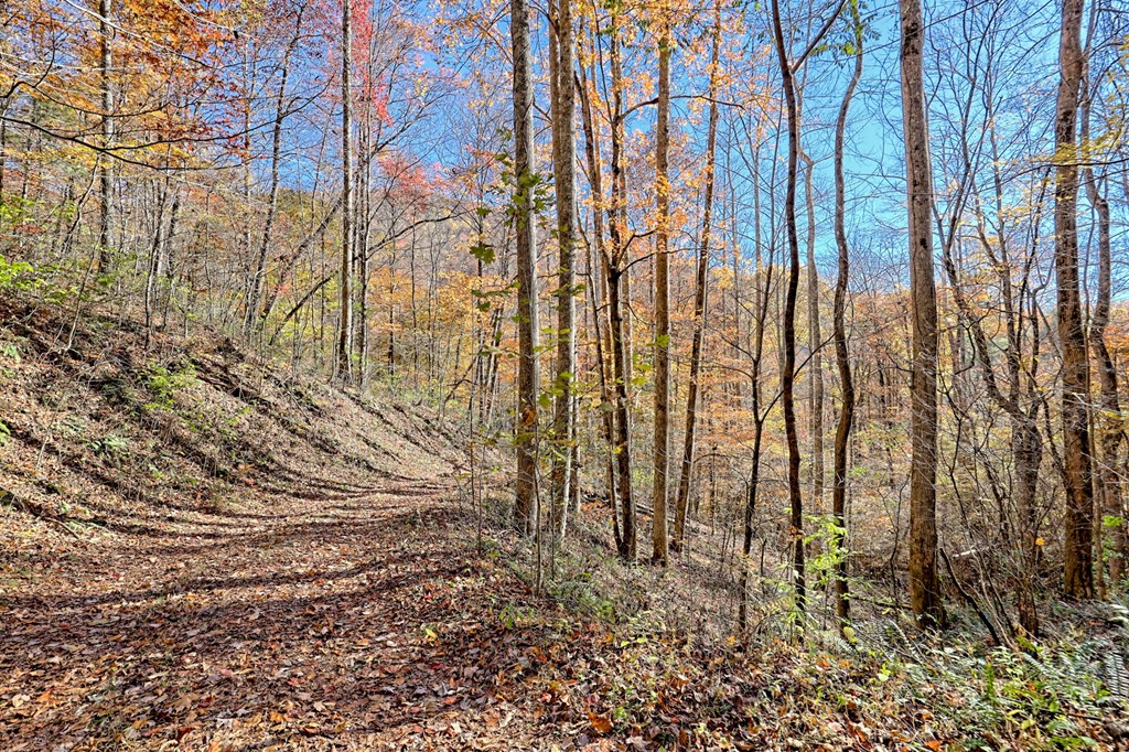 1307 Clear Creek Road Hayesville, NC 28904 - Photo 63 of 65 a view of yard