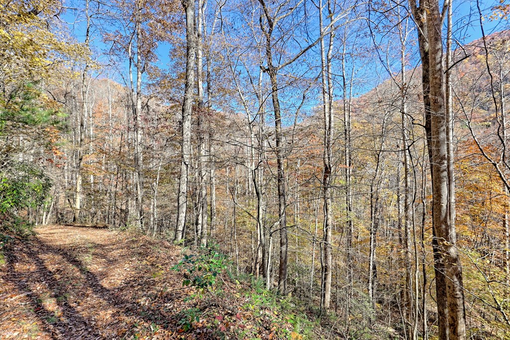 1307 Clear Creek Road Hayesville, NC 28904 - Photo 64 of 65 a backyard of a building