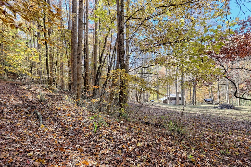 1307 Clear Creek Road Hayesville, NC 28904 - Photo 7 of 65 a backyard of a house with lots of green space
