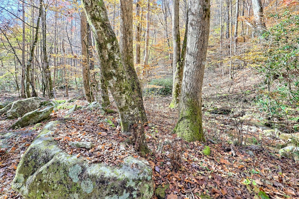 1307 Clear Creek Road Hayesville, NC 28904 - Photo 8 of 65 a view of a yard with plants and large trees