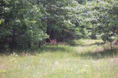 Kickland Road, Unit PAR 1 Greenville, MI 48838 - Photo 1 of 4 Primary Photo