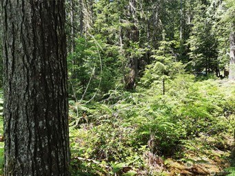197 Cascade River Road Marblemount, WA 98267 - Photo 8 of 13