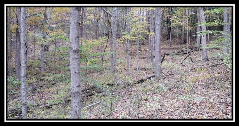 2169 Mohawk Coal Road Wellston, OH 45692 - Photo 35 of 58 image035