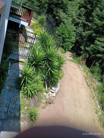 a plant that is in a garden