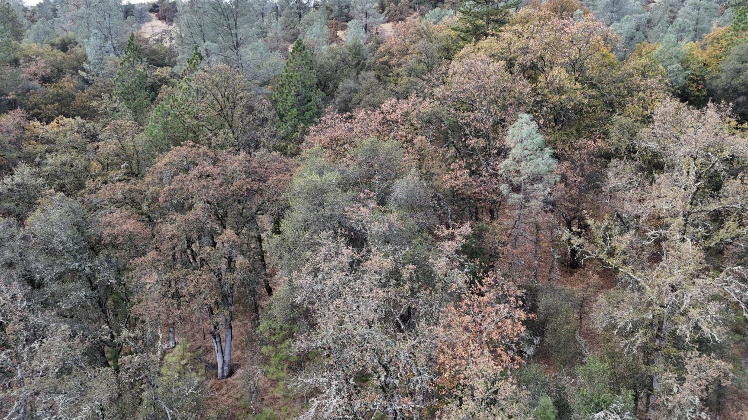 17022 Brewer Road Grass Valley, CA 95949 - Photo 4 of 9