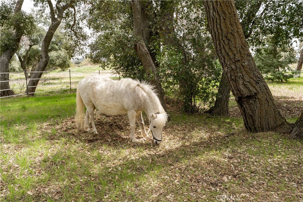29972 Chihuahua Valley Road Warner Springs, CA 92086 - Photo 16 of 55 One of 14 fenced pastures.