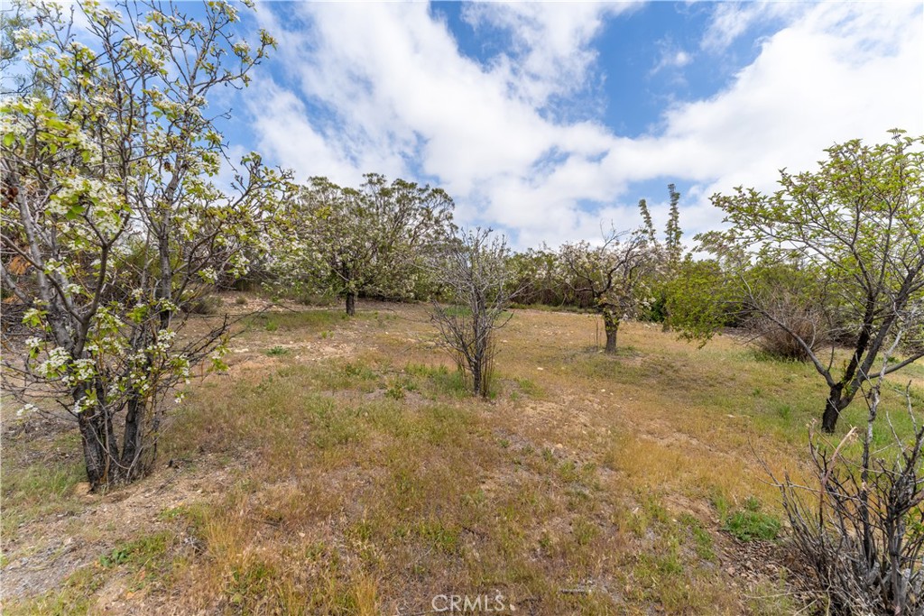 29972 Chihuahua Valley Road Warner Springs, CA 92086 - Photo 43 of 55 a view of a yard with a tree