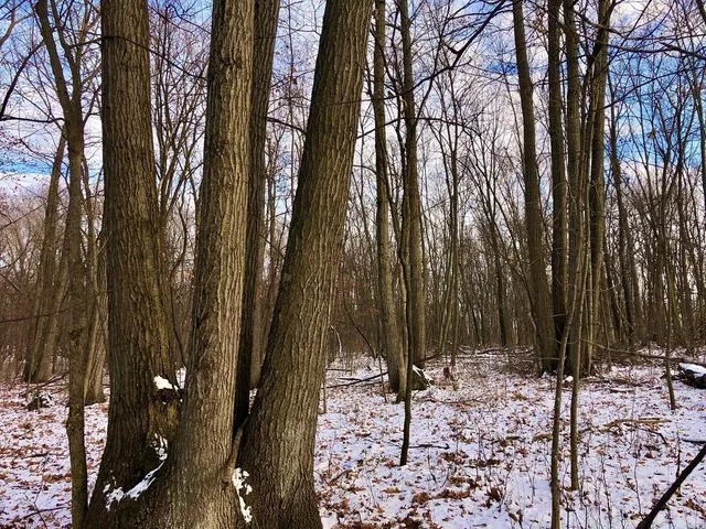 $339,000 | Tbd30 Cherokee Road, St. Charles, MN 55972