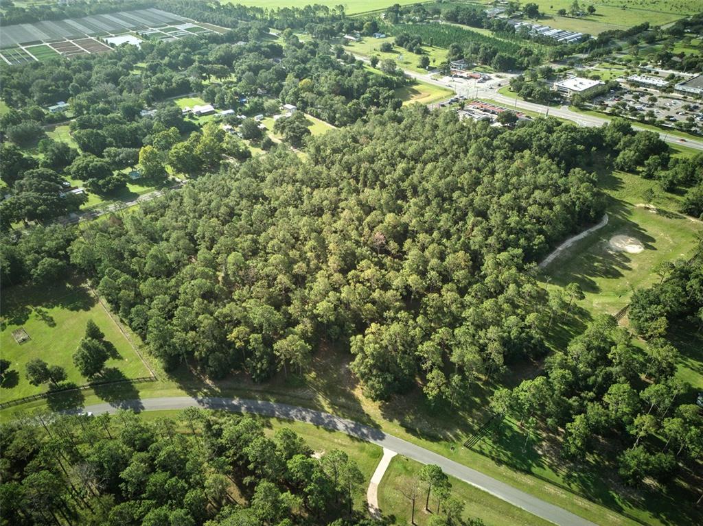 24148 Deep Springs Loop Eustis, FL 32736 - Photo 23 of 24 a view of a forest