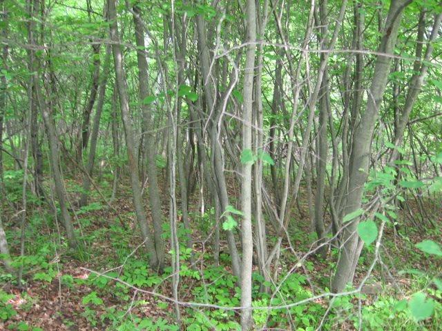 5687 Walker Road Applegate, MI 48401 - Photo 25 of 28 31246366-25.JPG