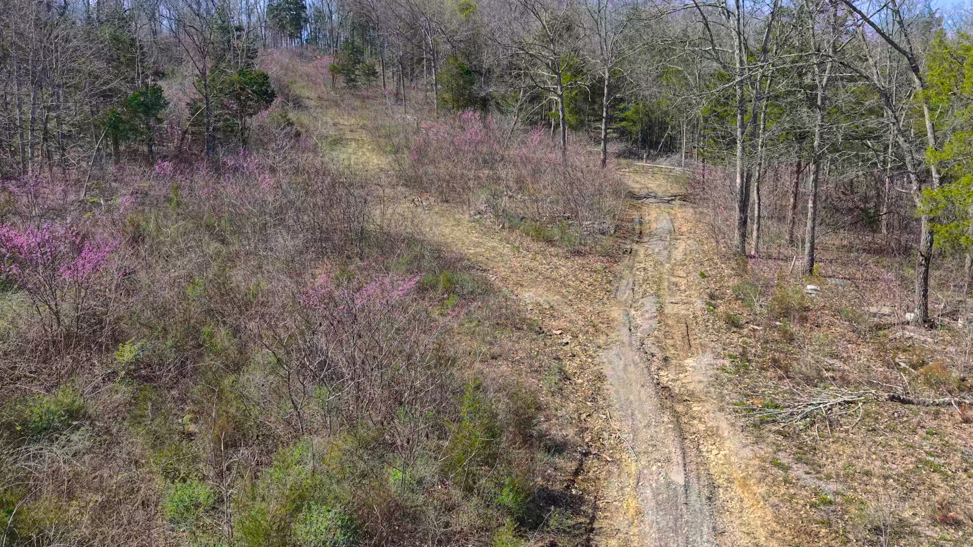 1320 McElroy Road Readyville, TN 37149 - Photo 11 of 23 a view of a dry yard with trees