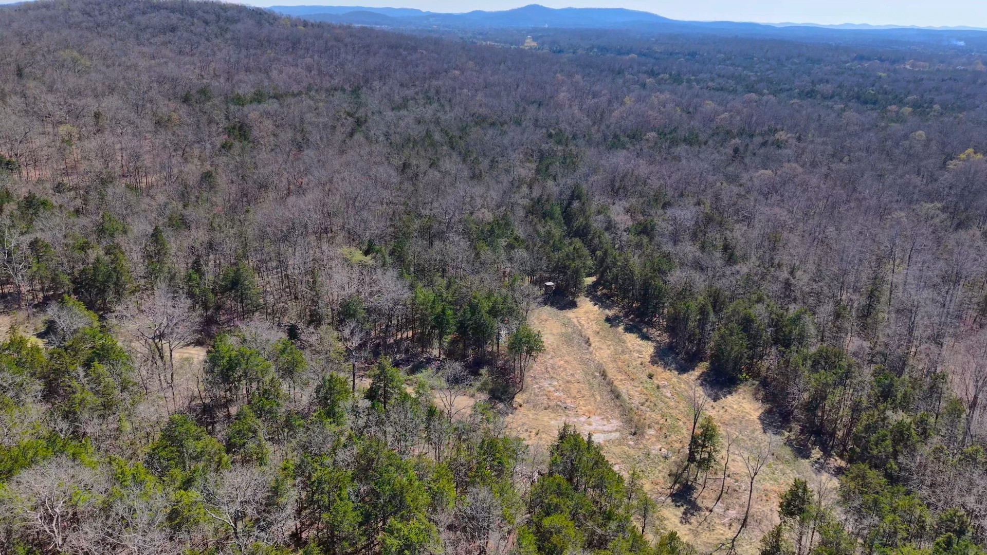1320 McElroy Road Readyville, TN 37149 - Photo 4 of 23 a view of a lush green forest with lots of trees
