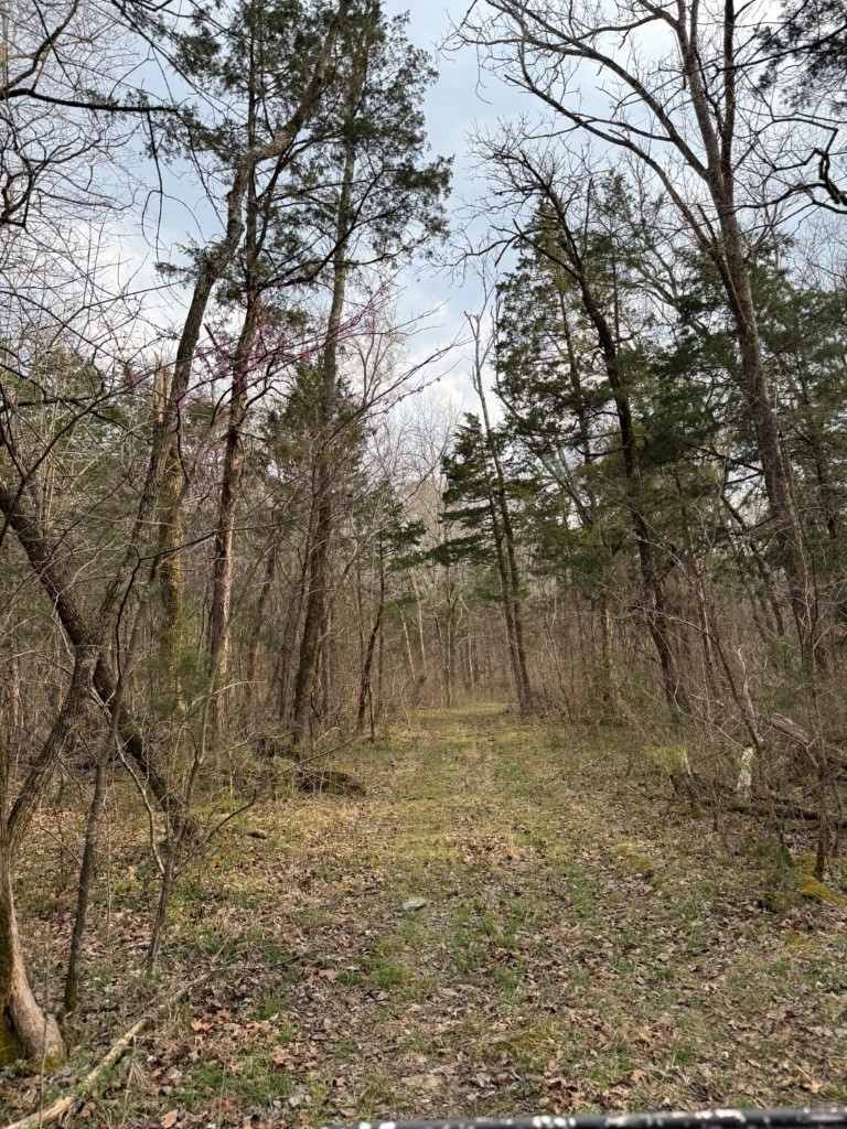 1320 McElroy Road Readyville, TN 37149 - Photo 5 of 23 a view of backyard with large trees