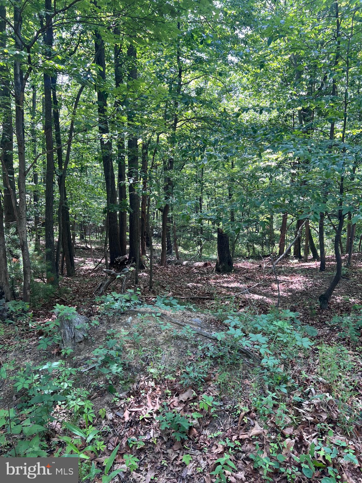 Tbd Brill Road Star Tannery, VA 22654 - Photo 6 of 13