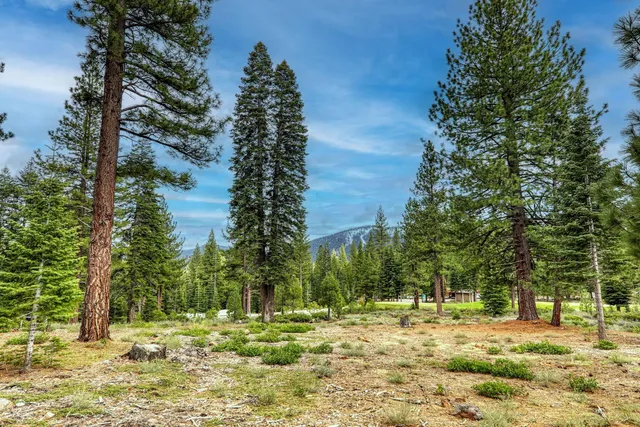 a view of a yard with trees