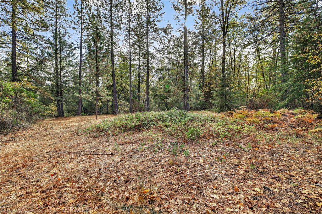 0 Burgundy Lane Forest Ranch, CA 95942 - Photo 8 of 29 a view of a yard with trees in the background