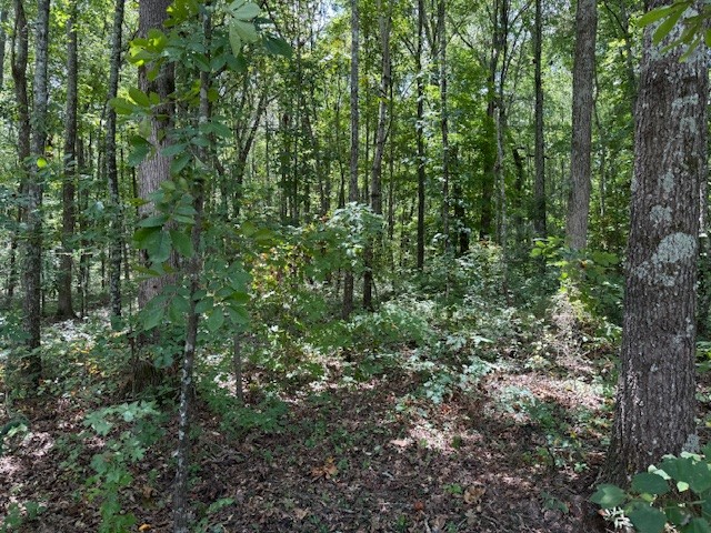 1965 Goforth Road Morrison, TN 37357 - Photo 3 of 4 a view of a lush green forest