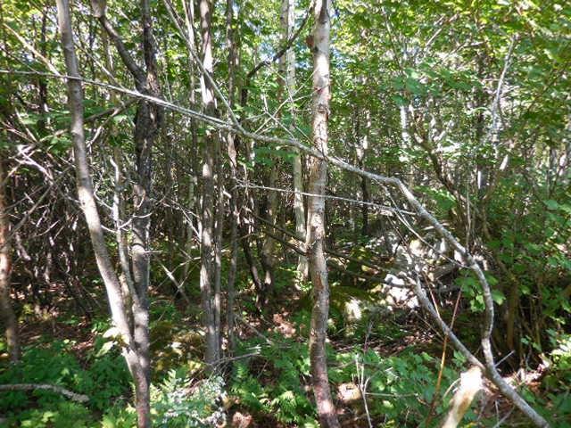 83 Bulldog Road West Forks, ME 04985 - Photo 11 of 11 20180817105406029204000000-o