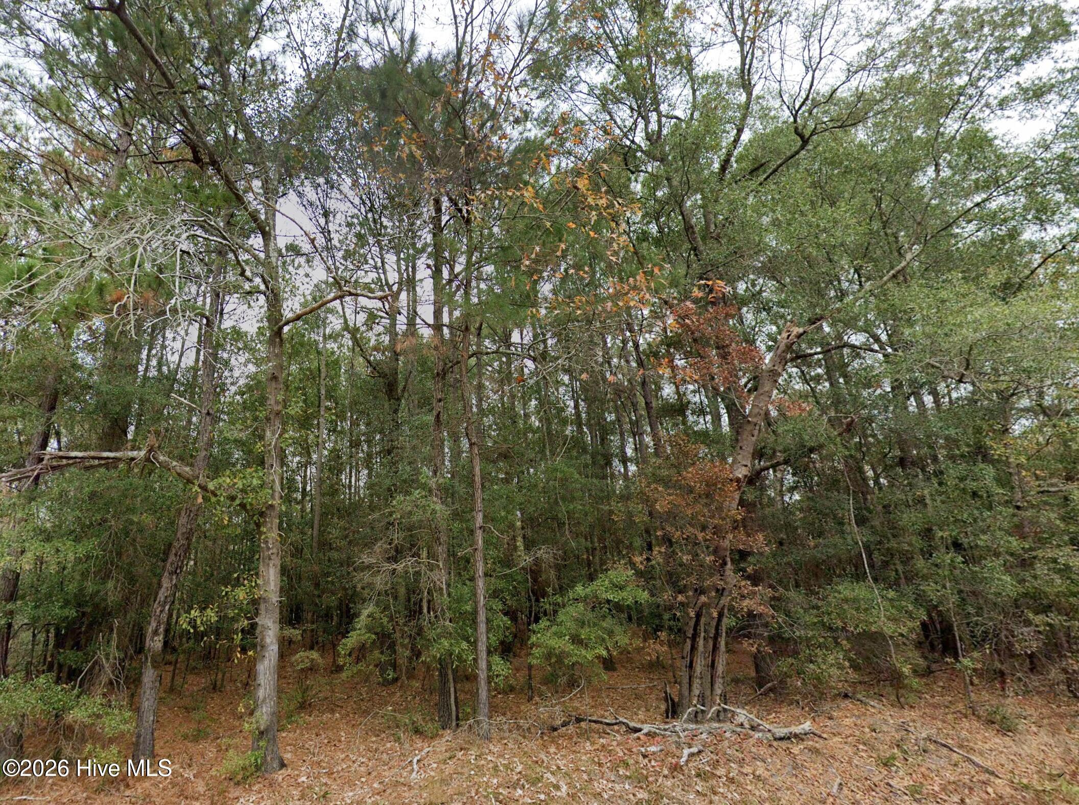 0 Shiloh Road Willard, NC 28478 - Photo 2 of 13 photo2_4111