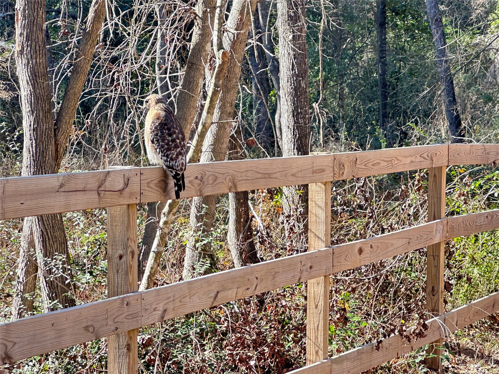 29627 Spring Forest Drive Spring, TX 77386 - Photo 4 of 35 Wildlife and Free Outdoor Pest Control!