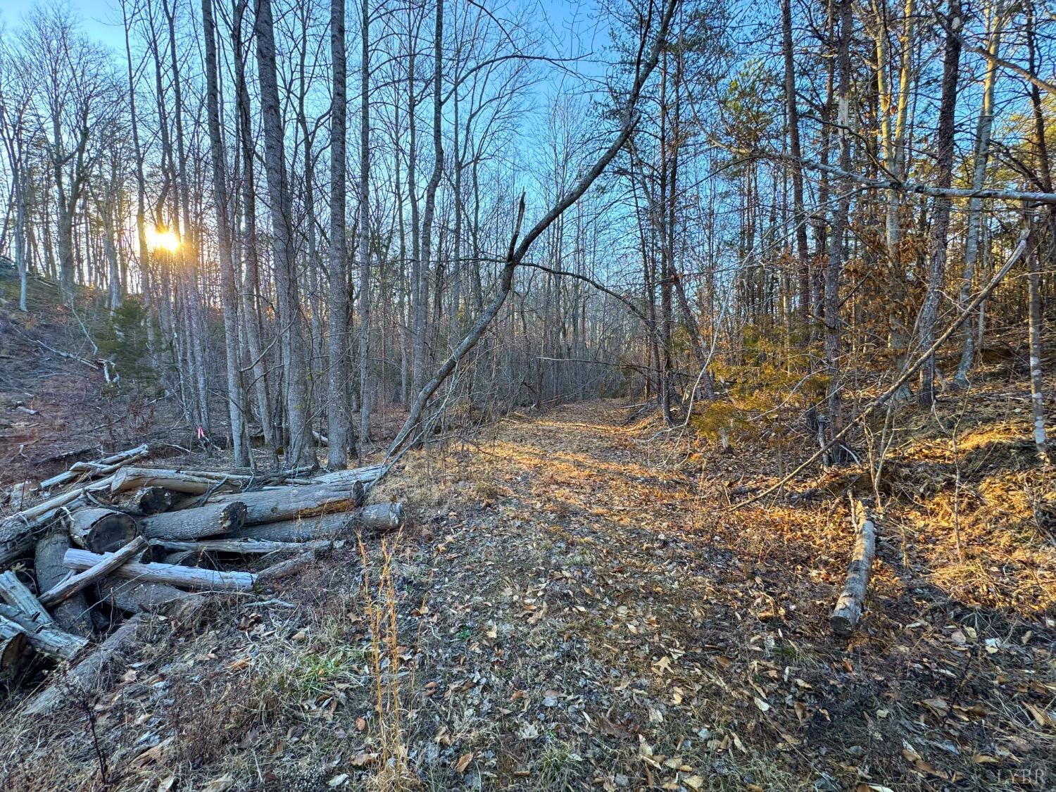 2227 Beckham Road Concord, VA 24538 - Photo 44 of 52 Lots of timber already seasoned waiting to split for firewood