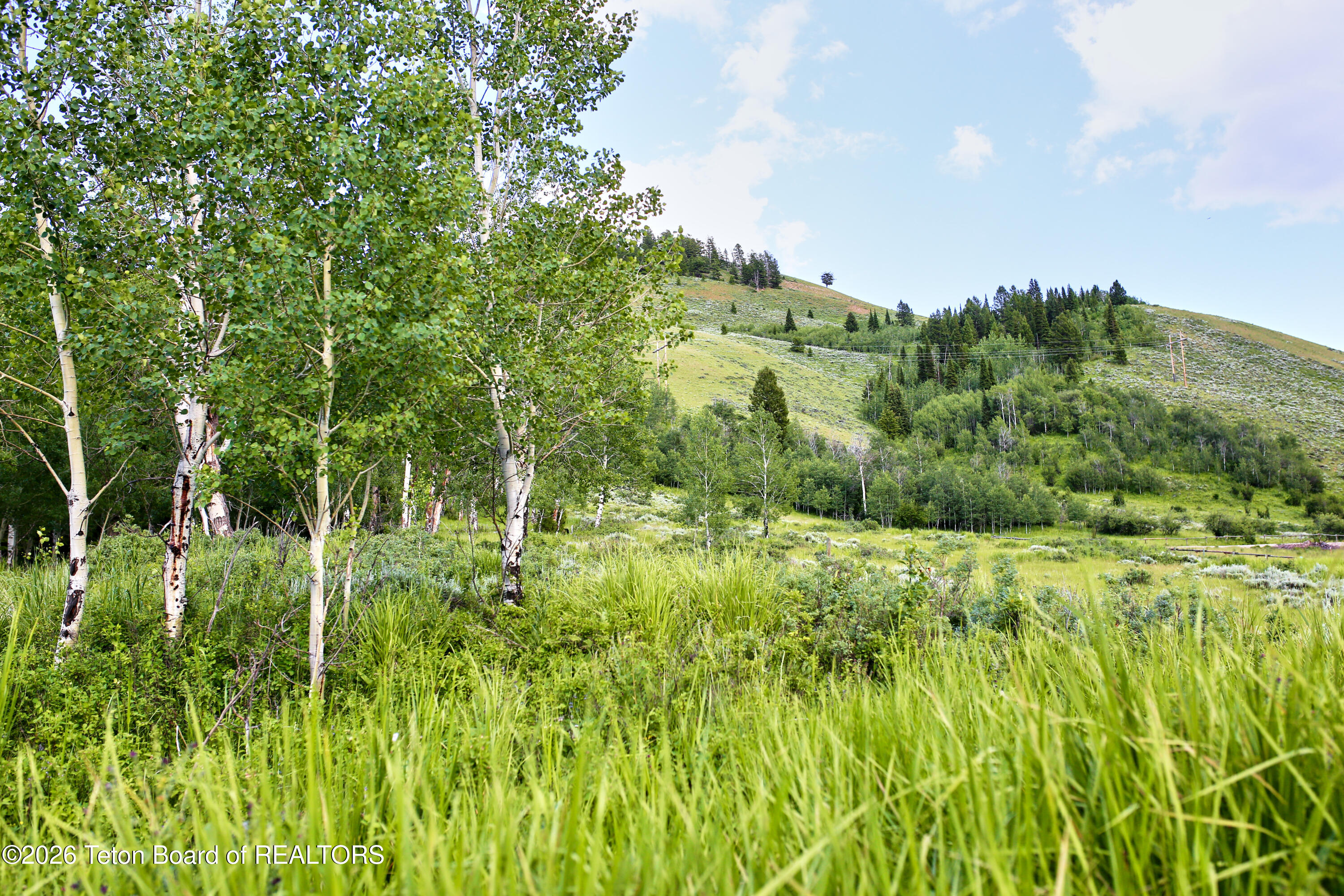 820 Elk Ridge Road Jackson, WY 83001 - Photo 6 of 22 Trees