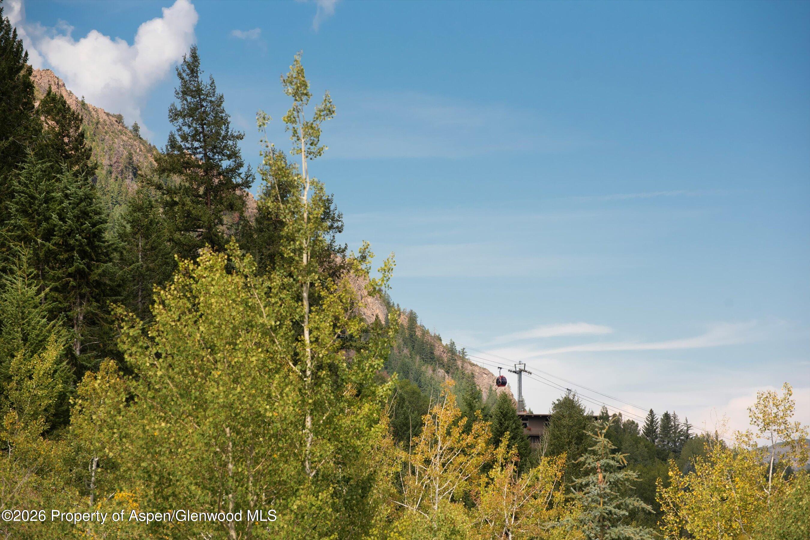 1271 Ute Avenue Aspen, CO 81611 - Photo 48 of 53 a close up of a plant in a garden