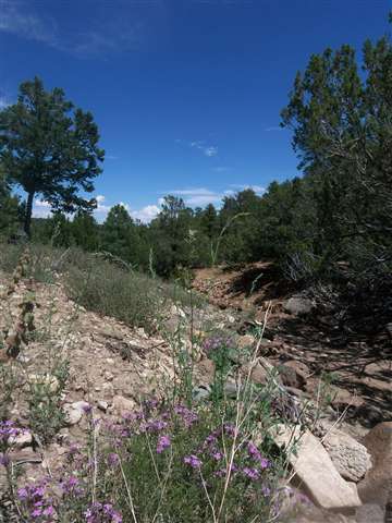 11 22 Acres In Park Show Low, AZ 85901 - Photo 5 of 5 a view of a yard with a tree