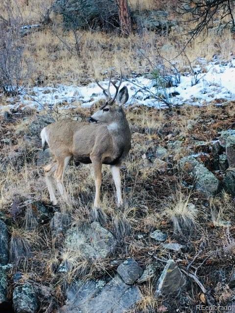 853 Brookside Drive Bailey, CO 80421 - Photo 20 of 31 Gallery Image 20