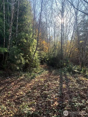 a big yard with lots of green space and house view