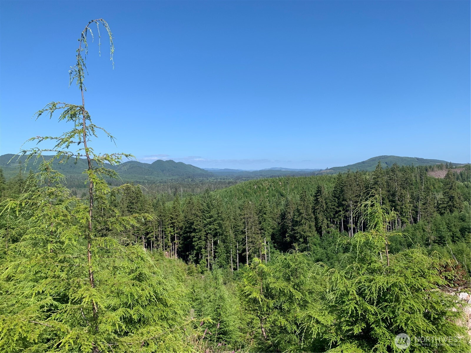 3-tract Parpala Road Naselle, WA 98638 - Photo 12 of 25 a view of a city with lush green forest