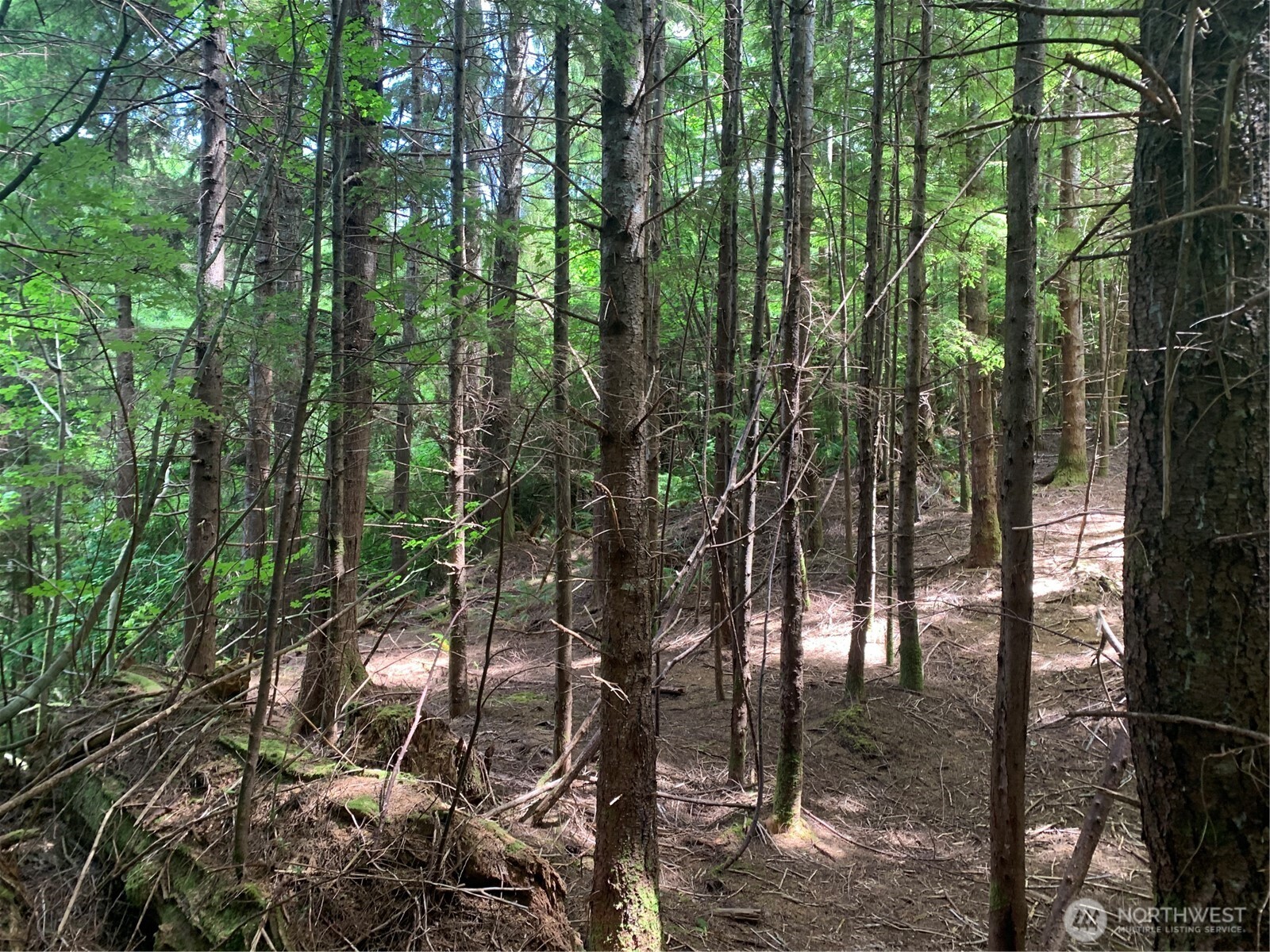 3-tract Parpala Road Naselle, WA 98638 - Photo 20 of 25 a view of forest