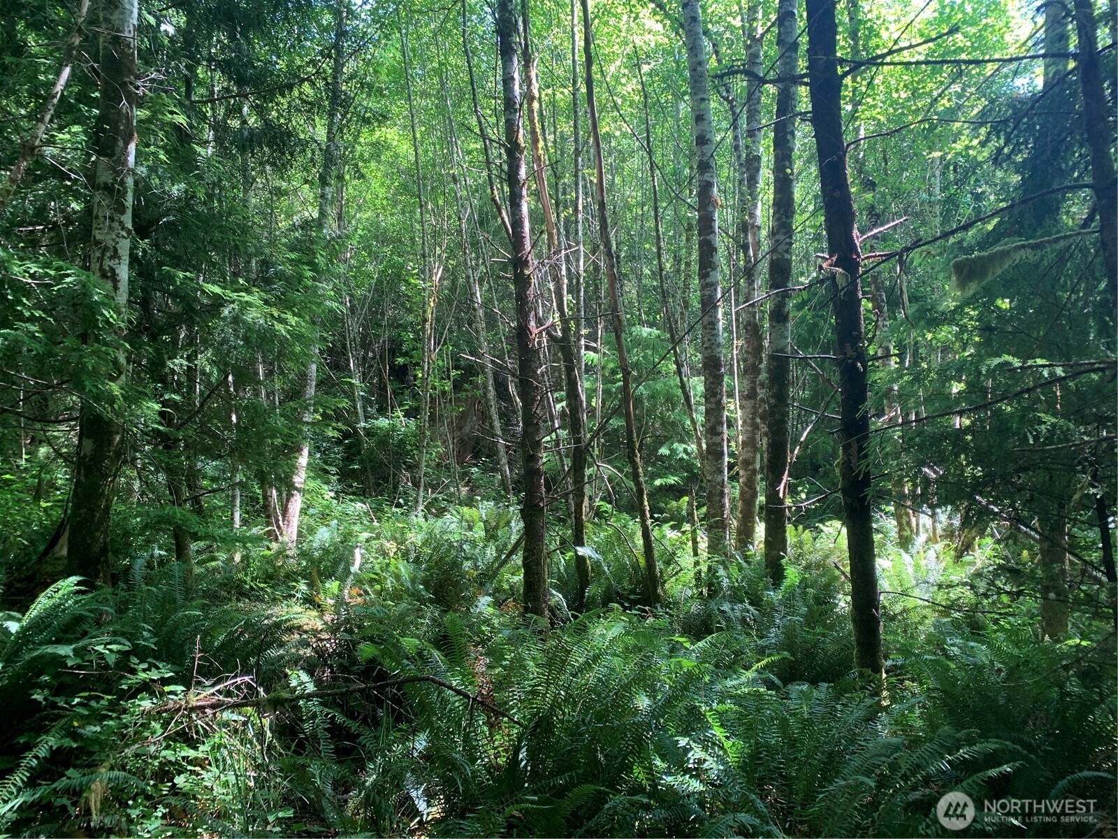 3-tract Parpala Road Naselle, WA 98638 - Photo 22 of 25 a view of forest