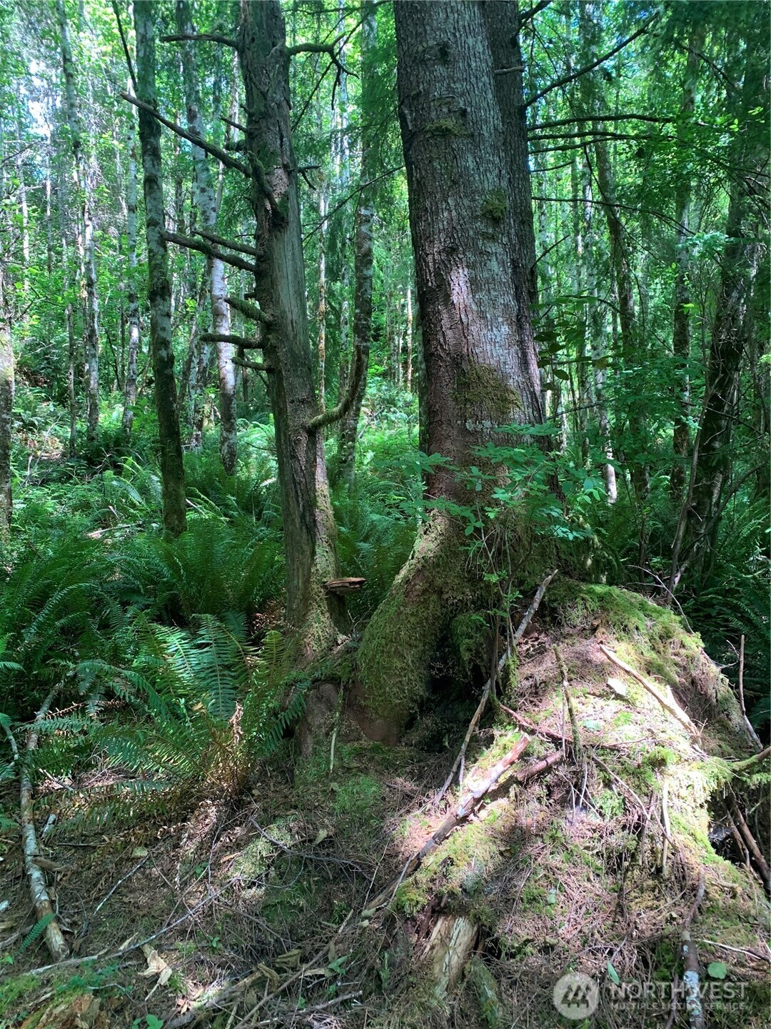 3-tract Parpala Road Naselle, WA 98638 - Photo 23 of 25 a backyard of a house with lots of green space