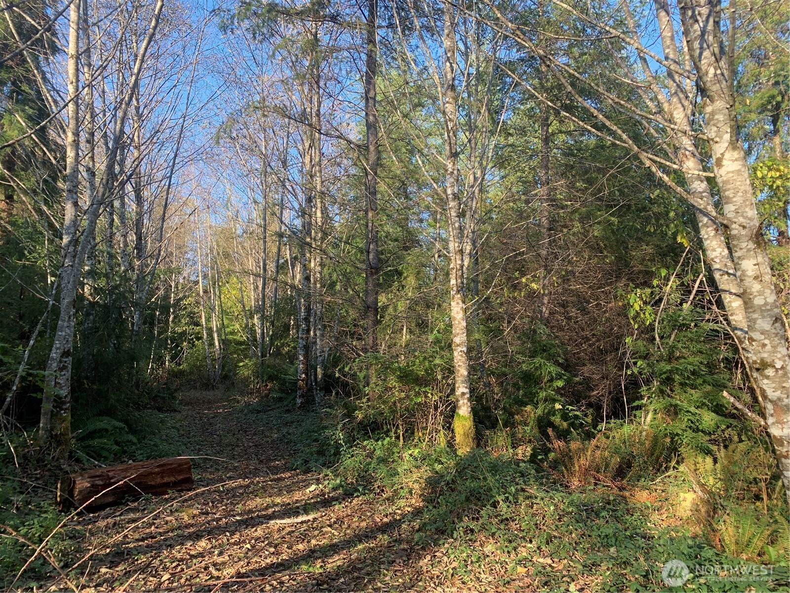 3-tract Parpala Road Naselle, WA 98638 - Photo 24 of 25 a view of a forest