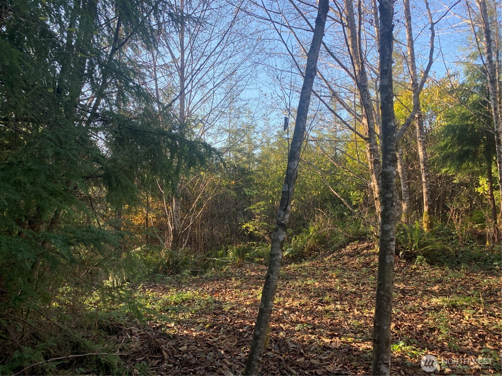 3-tract Parpala Road Naselle, WA 98638 - Photo 25 of 25 a view of a forest