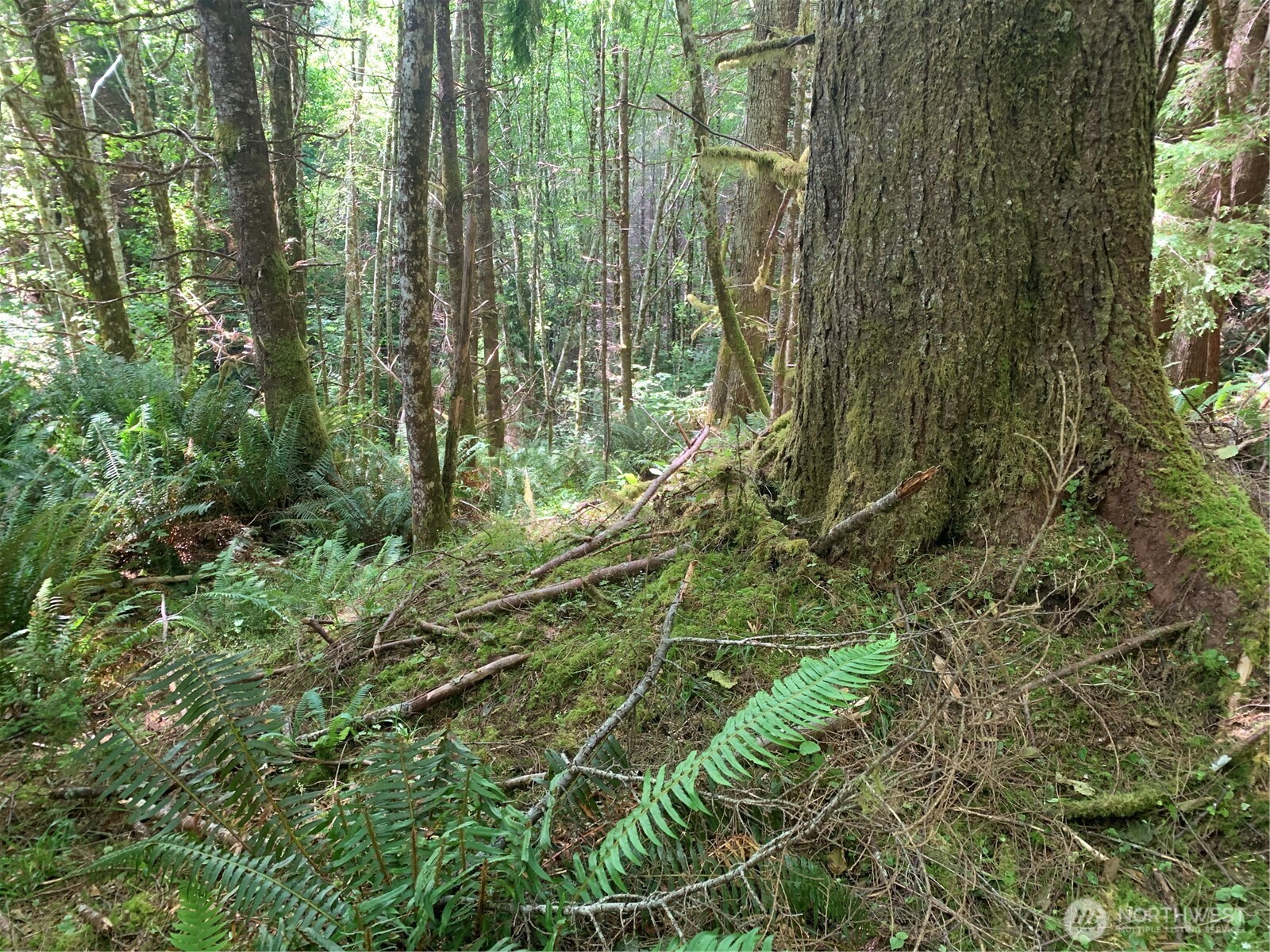 3-tract Parpala Road Naselle, WA 98638 - Photo 5 of 25 a view of a yard