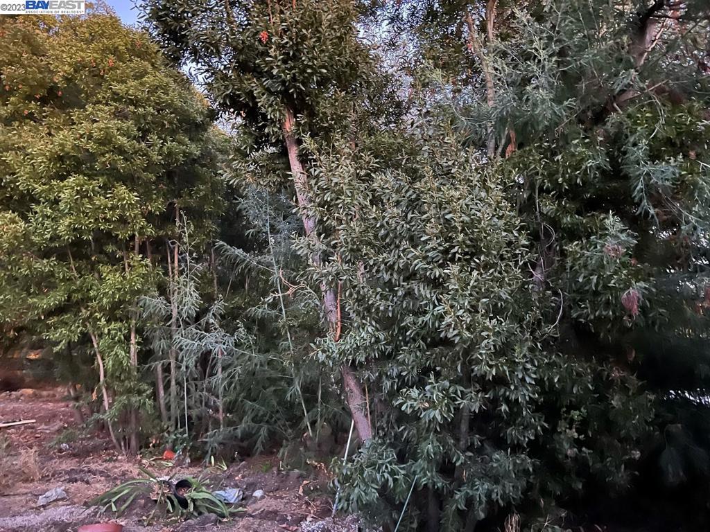 D Street Hayward, CA 94541 - Photo 5 of 9 a view of a forest with lots of trees