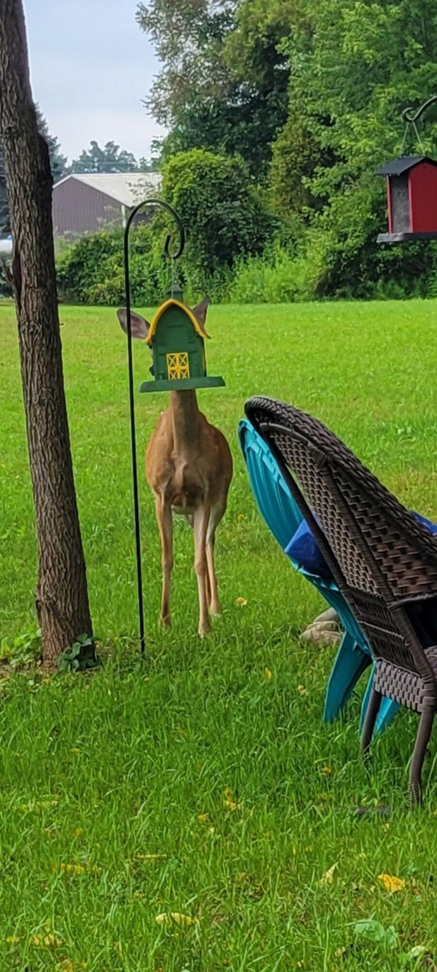 14888 South State Road Perry, MI 48872 - Photo 9 of 41 IMG_1290
