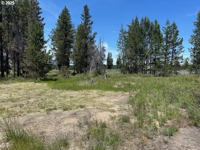 a view of a tree in a yard