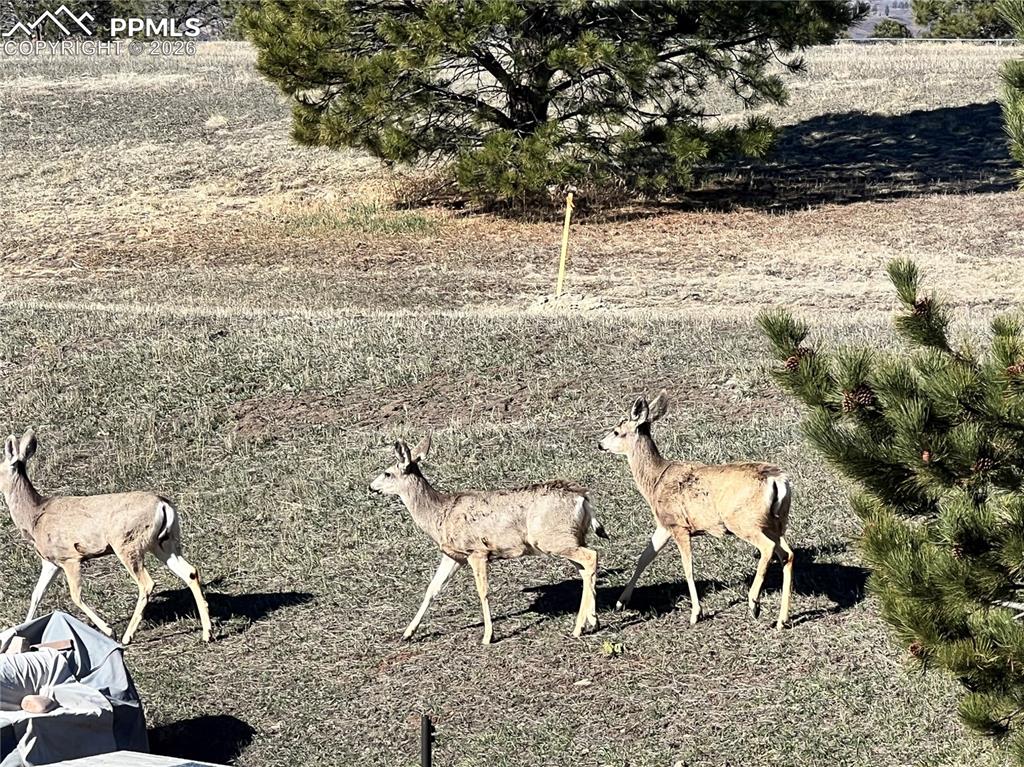 1682 Deer Creek Road Monument, CO 80132 - Photo 39 of 39 Low-maintenance living. Elevated surroundings. A setting designed to slow life down—just enough.