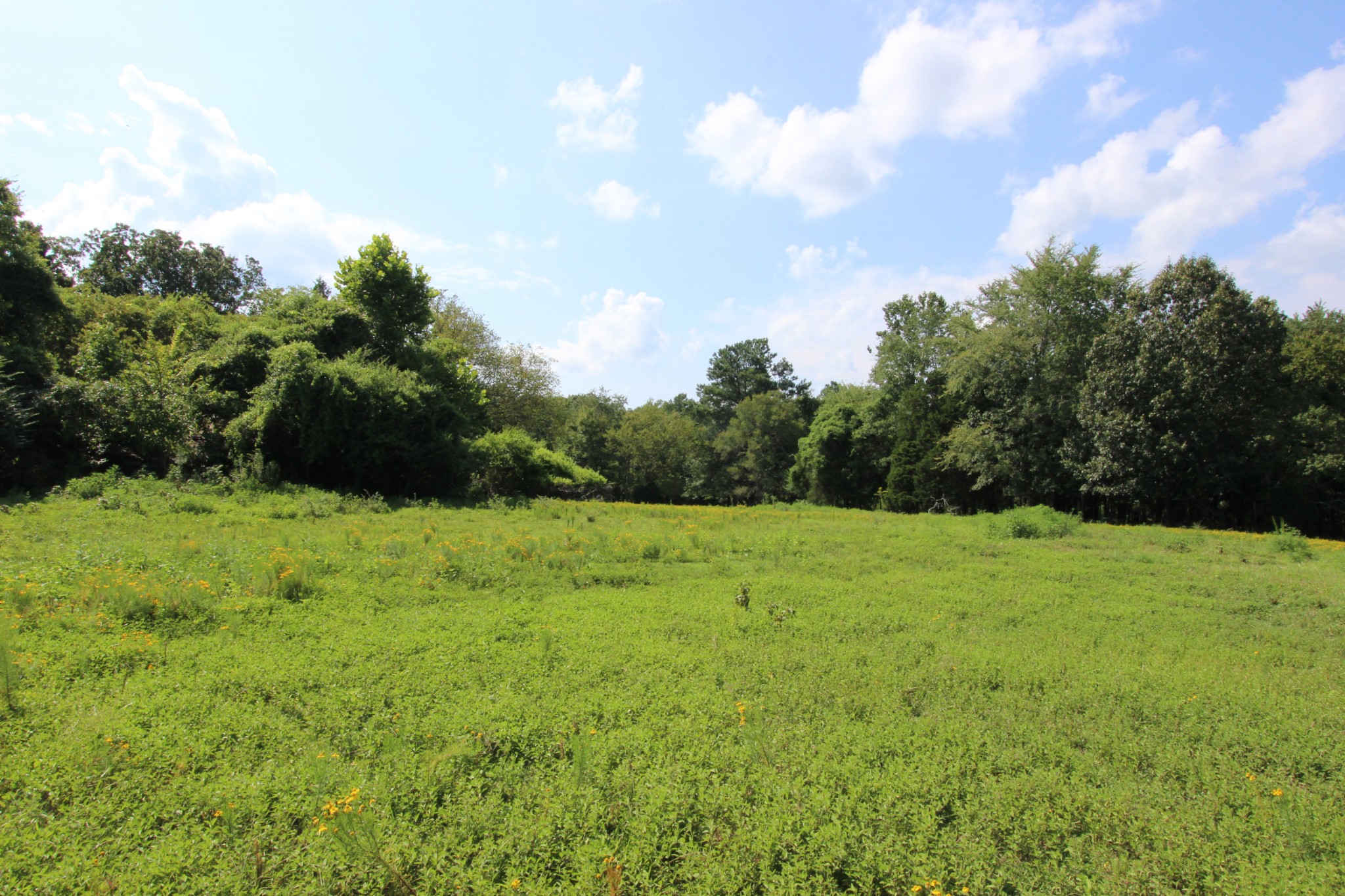 830 Cooley Ford Road Tennessee Ridge, TN 37178 - Photo 14 of 15 a big yard with lots of green space