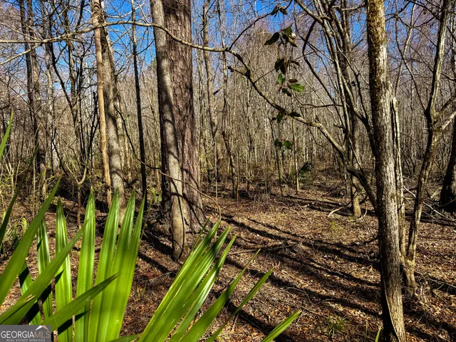 a view of a backyard with plants and large trees