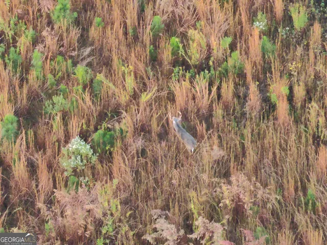 a close up of a plant in a garden