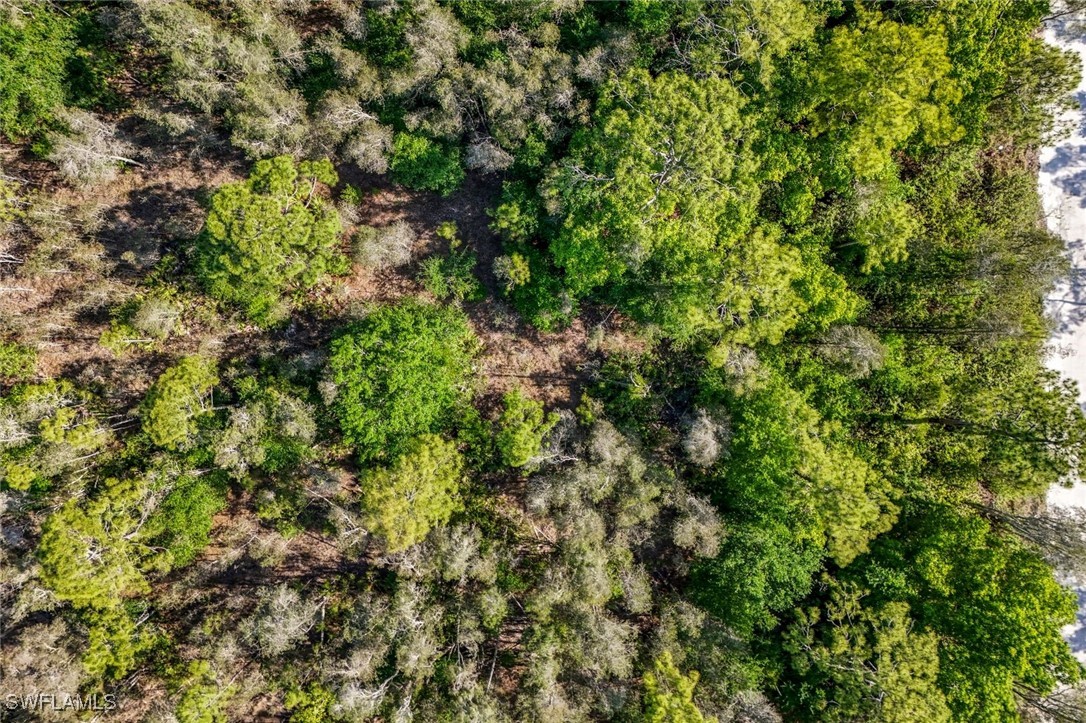 12571 Shawnee Road Fort Myers, FL 33913 - Photo 12 of 15 a view of a lush green forest