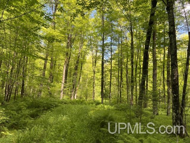 40-acres New DNR Road Crystal Falls, MI 49920 - Photo 20 of 46