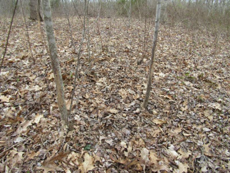 43.74-ac Arcot Road Celina, TN 38551 - Photo 29 of 35 KNOB CREEK & ARCOT RD MARTZ 079